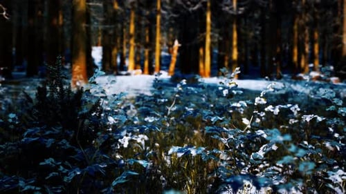Snow Covered Conifer Forest at Sunny Day