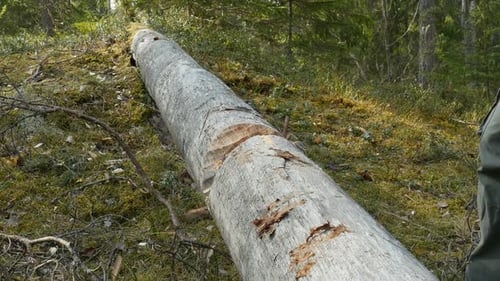 Lumberjack Chopping Wood In The Forest. Wood Sawdust Fly To The Sides