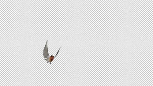Cliff Swallow - Flying Transition - I - Alpha Channel