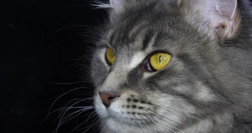 Blue Blotched Tabby Maine Coon Domestic Cat, Portrait of Female against Black Background