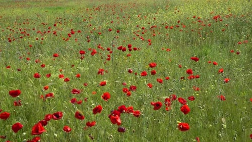 Mohnblumen in der Natur