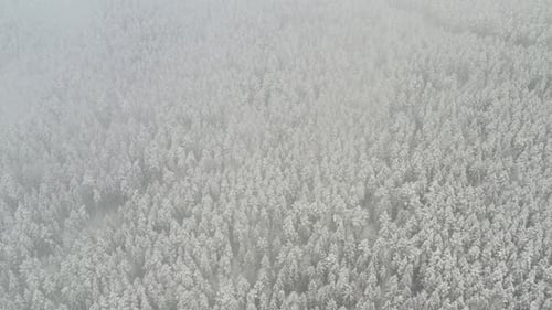 Vue depuis les hauteurs de la forêt d'hiver avec des arbres enneigés en hiver