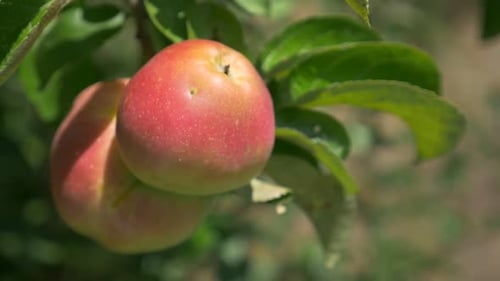 Organic fresh apples FullHD 1080p slow motion footage - Healthy apples slow motion 1920X1080 high