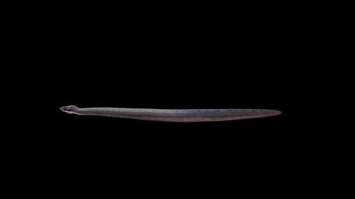 Realistic Black Mamba Snake Crawling Animation