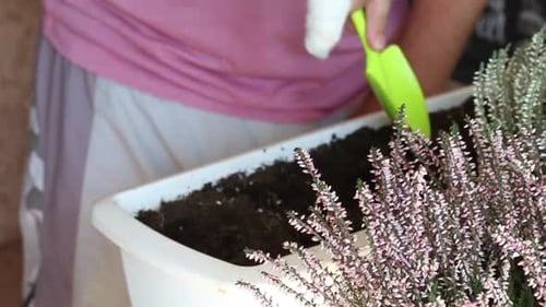 Gardener Plants Heather with Bandaged Hand