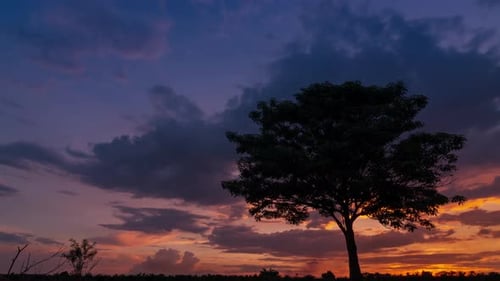 The silhouette of the trees and the evening scenery Beautiful sky.