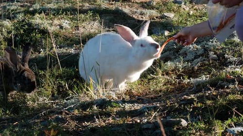 Woman Feeding Two Rabbits in a Farm