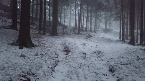 Caminho misterioso na floresta