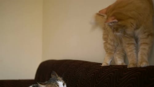 Le chat roux mord et se bat avec un chaton blanc avec des taches