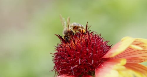 Bee Pollinating Red and Yellow Flower in Daylight