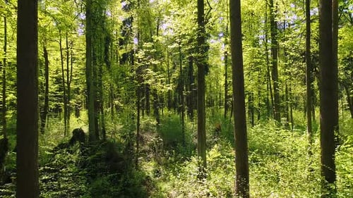 Flying Between the Trees in the Spring Forest