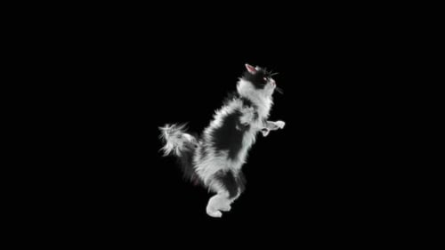 Katze tanzt HD