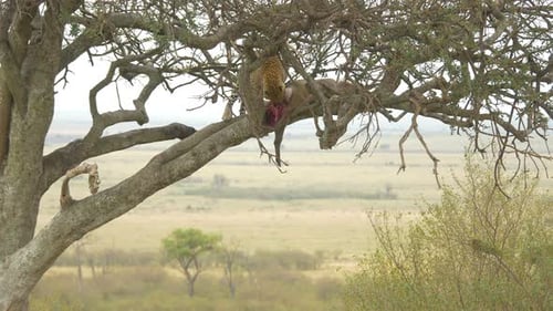 African leopard eating a carcass in a tree