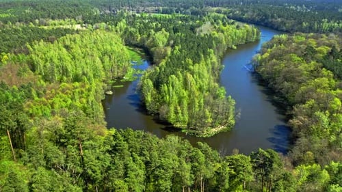 River and green forest in summer. Aerial view of Poland