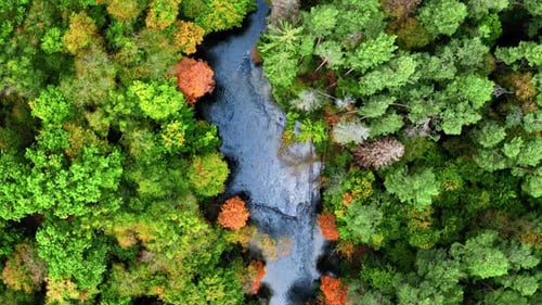 Stunning river and forest in autumn, aerial view
