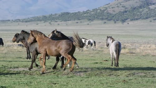 Two male horses trying to mate with female