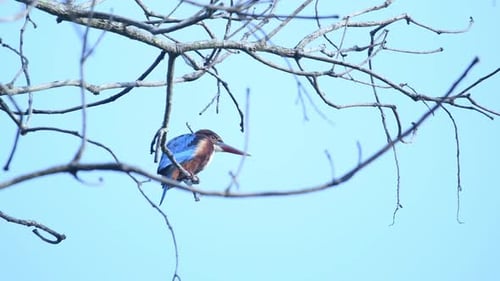 Kingfisher in Sri Lanka