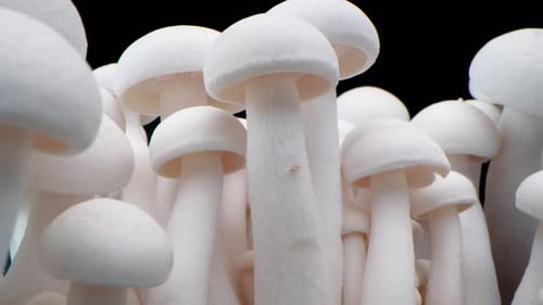 Macro Shot of Champignons Stand in a Row of Mushrooms
