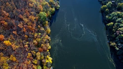 Aerial Top Down View of Forest in the Autumn