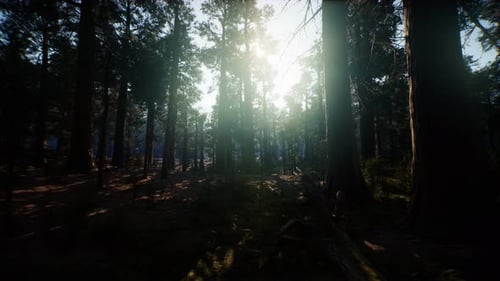 Sequoia National Park Under the Fog Mist Clouds
