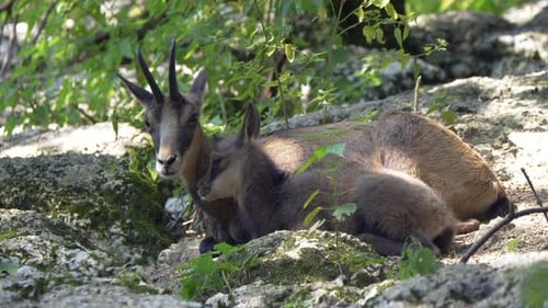 Cerca de la linda familia de gamuzas descansando en las rocas en el desierto durante el verano