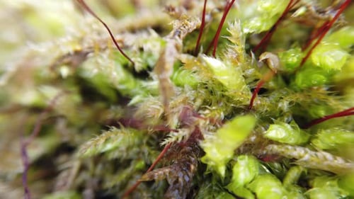 Moss of Macro