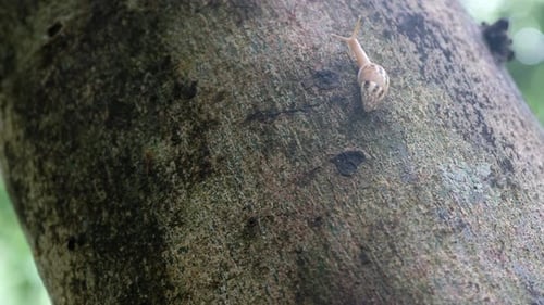 Schnecke, die auf einem Baumstamm hochkriecht