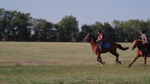 Horses Galloping Across Green Meadow on Sunny Day