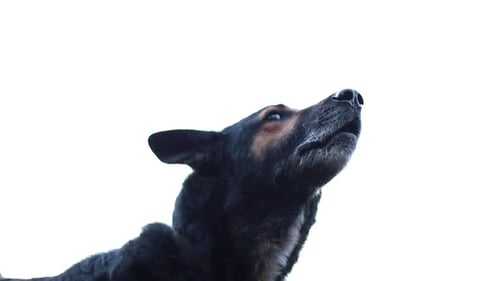 The scary dog growls and looks at us.