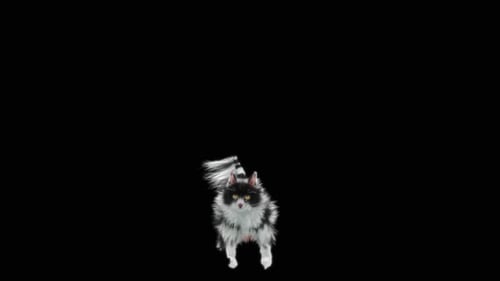Katze HD