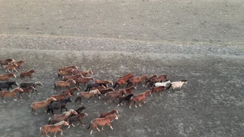 Wild Horses Running