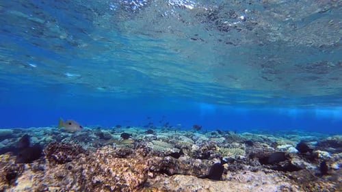 Tropical Underwater Sea Waves