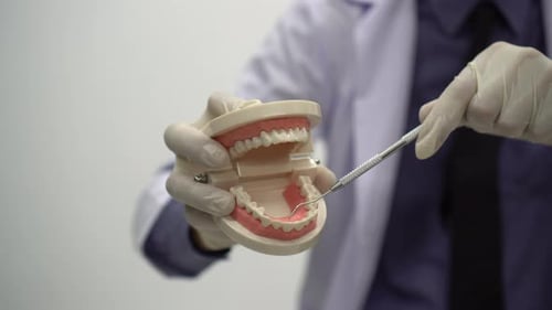 Dentist Explains Dental Hygiene Using Tooth Model