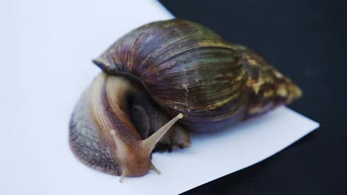 Close Up of Snail on White Surface