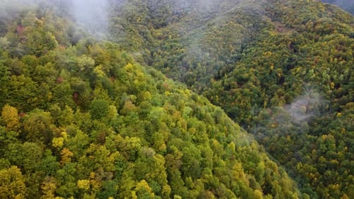 Autumn In The Mountain Forest