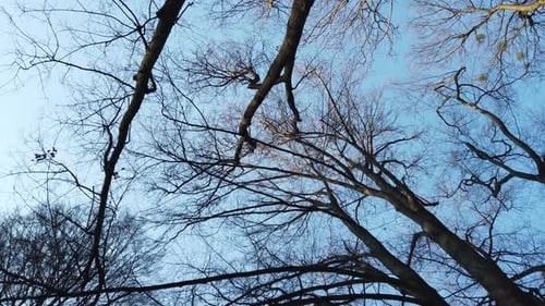 Branches of Trees 3