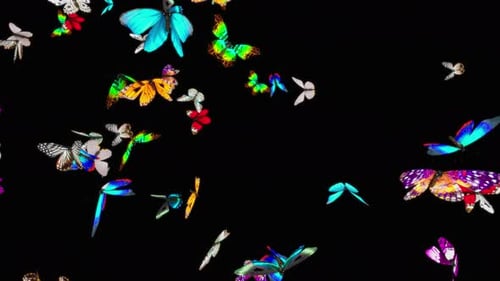 Schmetterling 4K