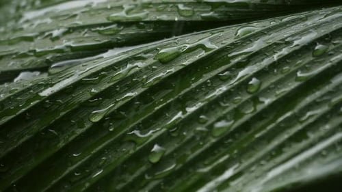 Rain falling to green leaf