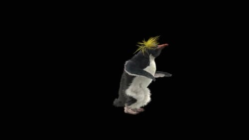 Penguin Dancing HD