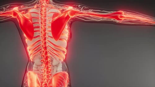 3D Human Anatomy Visualization of Skeleton and Nervous System