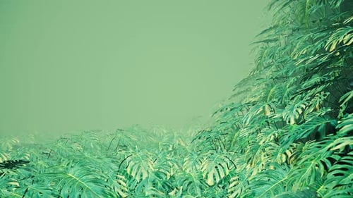 Flying On Swiss Cheese Plant 10 HD