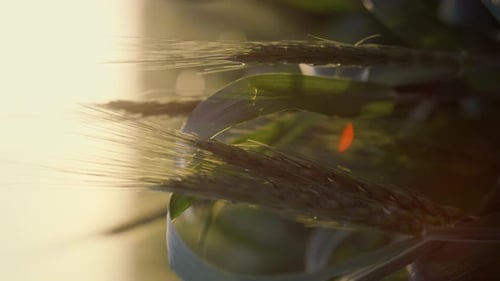 Green Wheat Spikelets Morning Sunlight Closeup