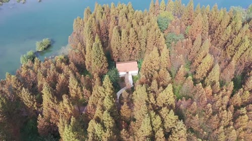 Autumn forest