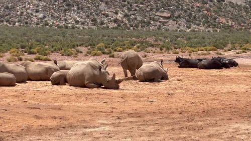 Herd of Rhinos and Buffalo Resting in Africa