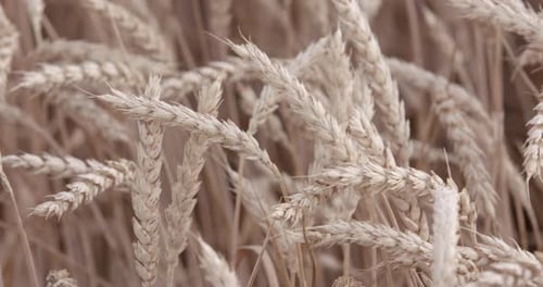 Field Of Yellow Ripe Ears Of Wheat