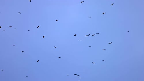 Flock of Crows Flying in an Imperfect Formation