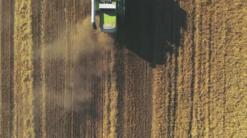 Aerial View of Modern Combine Harvesting Wheat on the Field. Flying Directly Above Combine.