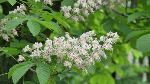 Weiße Kastanienblüten vor dem Hintergrund üppiger grüner Blätter