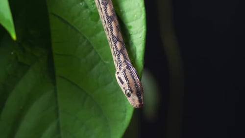 Close-up of Snake on Tropical Leaf Flicking Tongue
