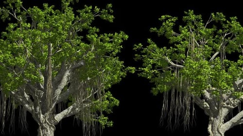 Animated Banyan Trees with Hanging Roots on Alpha Channel
